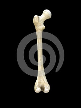 Left human femur bone, posterior view, close up isolated on black background, 3d rendering