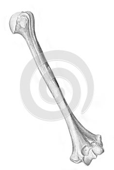 Left humerus - skeleton photo