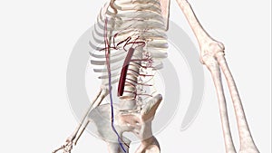 Left inferior epigastric artery .