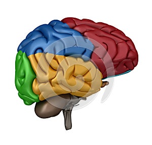 Left Lateral view of the Brain