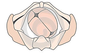 Left Occiput Posterior LOP Baby Fetal Position Pelvis and ROP Right photo