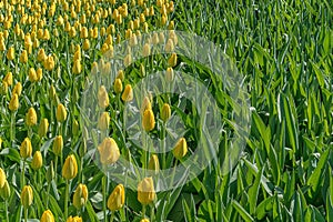 The left part of the photo with yellow unopened tulips. The right part of the photo without yellow undisclosed tulips photo