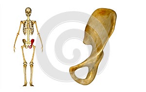 Left Pelvic bone