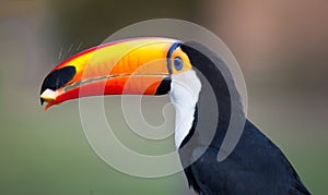 Left profile shot of toco toucan in the wilds of Pantanal photo