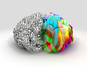 Vľavo a právo mozog 
