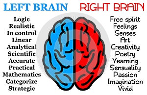 Auf der linken das gesetz Gehirn 