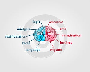 Left and Right Human Brain