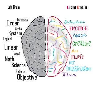 Left right human brain functions