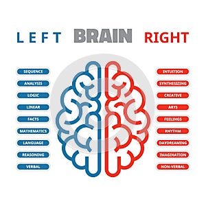 Left and right human brain vector illustration. Left and right human brain infographic.