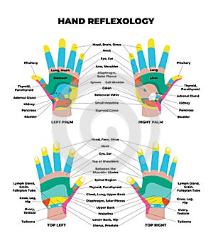 Left and right palm and top dorsal hand reflexology chart with accurate description of the corresponding internal organs