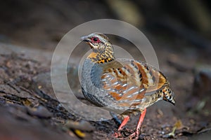 Left side of Arborophila rufogularis (rufous-throated partridge)