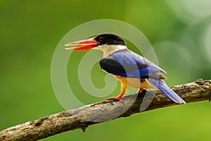 Left side close up of Black-capped Kingfisher