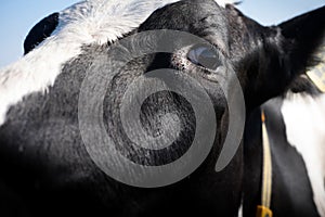 Left side of the head of a black and white cow with yellow collar