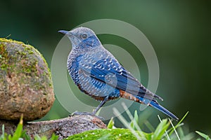 Left side portrait of Blue rock thrush