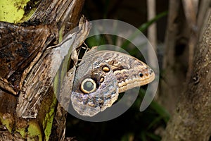 Left side view of a banana falter on a tree