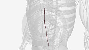 Left superior epigastric artery .