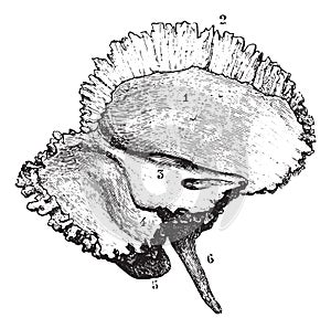 Left temporal bone, vintage engraving