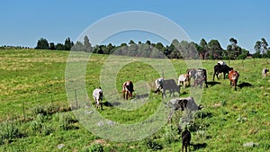A left to right tracking shot of Nguni breed cattle grazing along a fence in South Africa