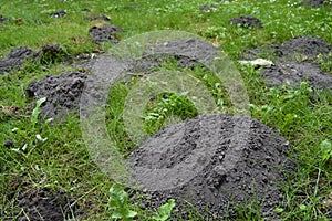 Molehill - freshly build