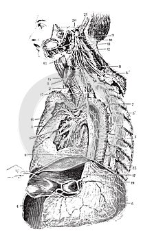 Left vagus nerve, vintage engraving