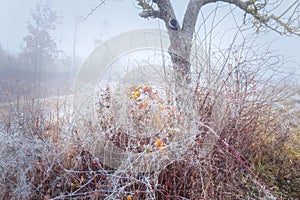 Leftover autumnal leaves on a rimy rosebush photo