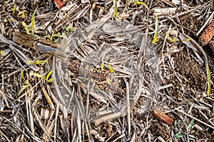 Leftover corn cob after threshing