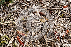 Leftover corn cob after threshing