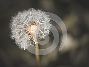 leftover dandelion flower with seeds flying in the wind