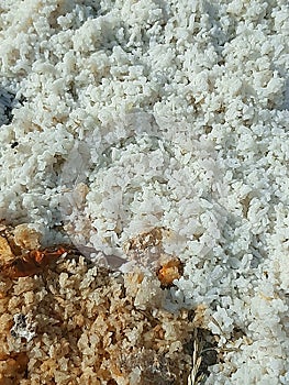 Leftover rice which is then utilized as bird or poultry feed photo