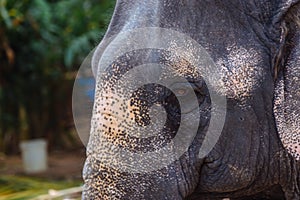 Leftside  closeup of the head of a female Indian elephant