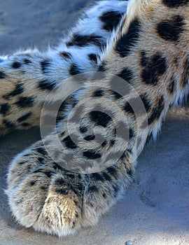 Leg Amur leopard is a leopard subspecies photo