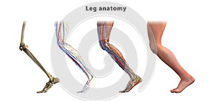 Leg anatomy. Bones, muscles, veins of the human leg