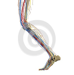 Leg anatomy. The structure of the bones of the foot. Leg vessels