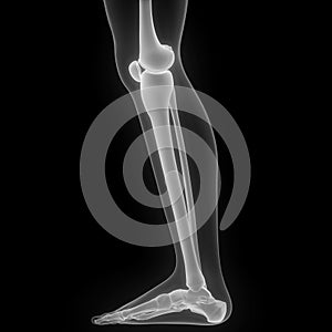 Leg Bone Joints of Human Skeleton System Anatomy X-ray 3D rendering