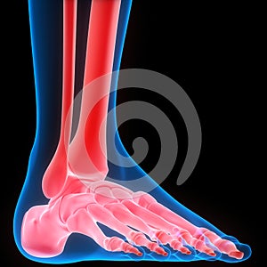 Leg Bone Joints of Human Skeleton System Anatomy X-ray 3D rendering