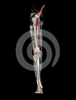 Leg Bones, Arteries, Veins photo