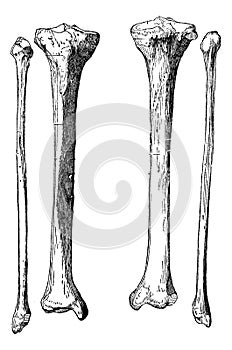 Leg Bones, vintage engraving