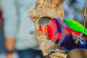 Leg chained black-capped lory parrot that look so sad and agonize. Black-capped (Lorius lory) also known as western