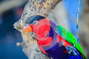 Leg chained black-capped lory parrot that look so sad and agonize. Black-capped (Lorius lory) also known as western