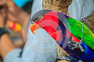 Leg chained black-capped lory parrot that look so sad and agonize. Black-capped (Lorius lory) also known as western