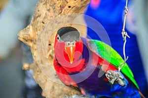 Leg chained black-capped lory parrot that look so sad and agonize. Black-capped (Lorius lory) also known as western