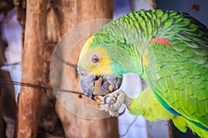 Leg chained yellow-headed amazon is eating food. The yellow-headed amazon (Amazona oratrix), also known as the yellow-headed parr