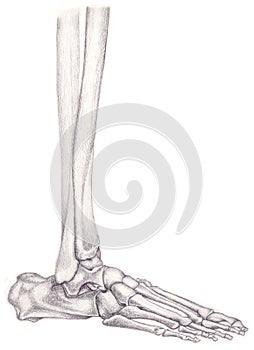 Leg and foot bones