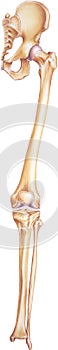 Leg and Hip - Bones and Joints