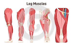 Leg, hip and knee muscle anatomical structure set. Front, side