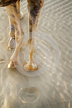 Leg, the hoof, camel toe of a camel dromader