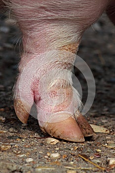 Leg and hoof a domestic pig