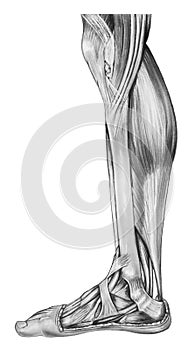 Leg - Lower anatomy