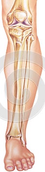 Leg - Lower Bones and Joints in Situ