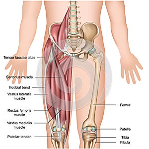 Leg muscle anatomy 3d medical  illustration quadriceps